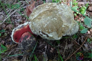 Boletus satanas (2)